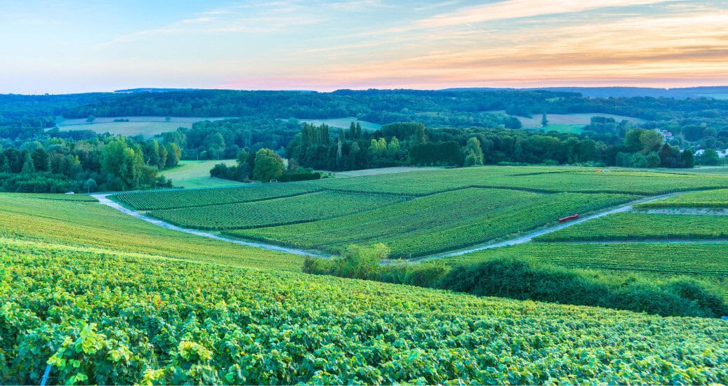 Champagne Vineyards at sunset, Reims Mountain, France