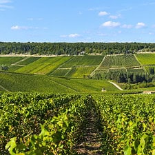 Champagne vineyards in the Cote des Bar area of Aube