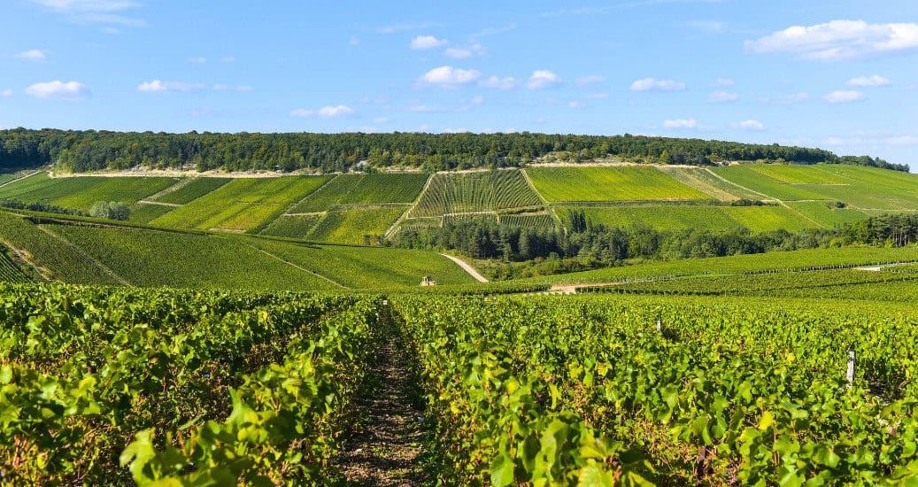 Champagne vineyards in the Cote des Bar area of Aube