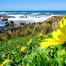 Landscape and flowers