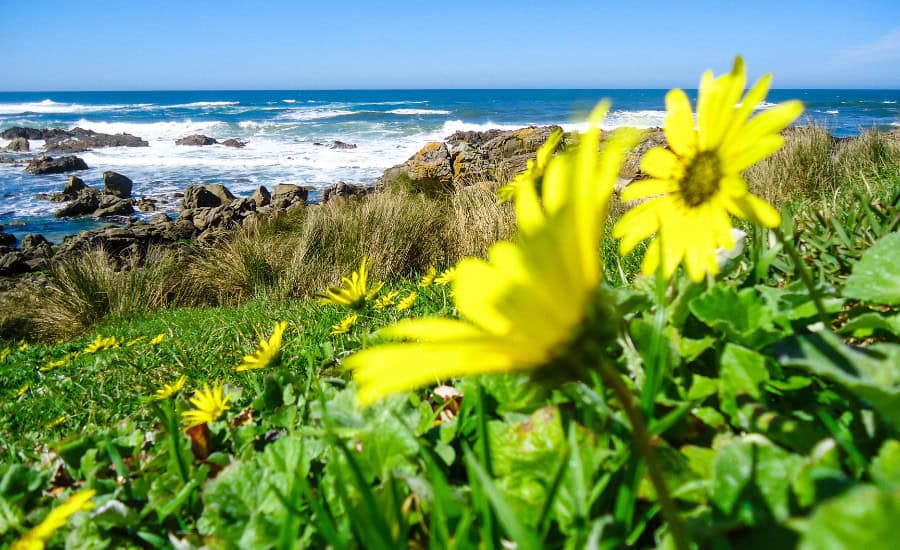 Landscape and flowers