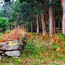 Path on Camino