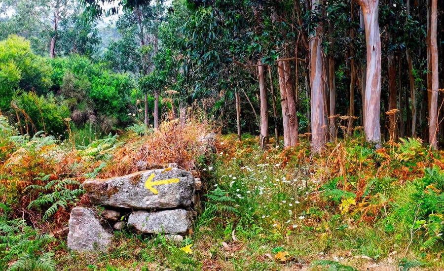 Path on Camino