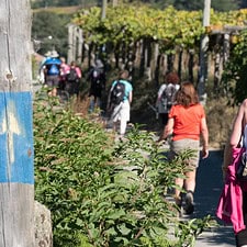 Pilgrims and vineyards