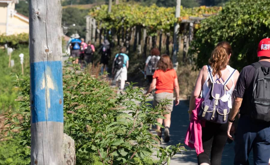 Pilgrims and vineyards
