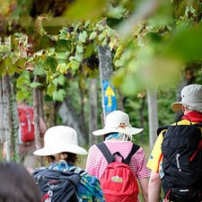 Pilgrims under the vineyards
