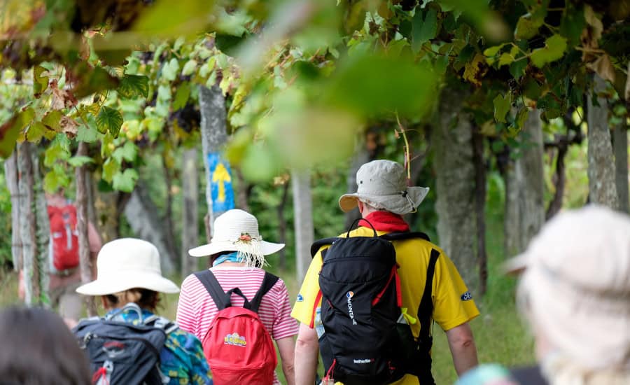Pilgrims under the vineyards