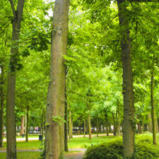 Reims Garden