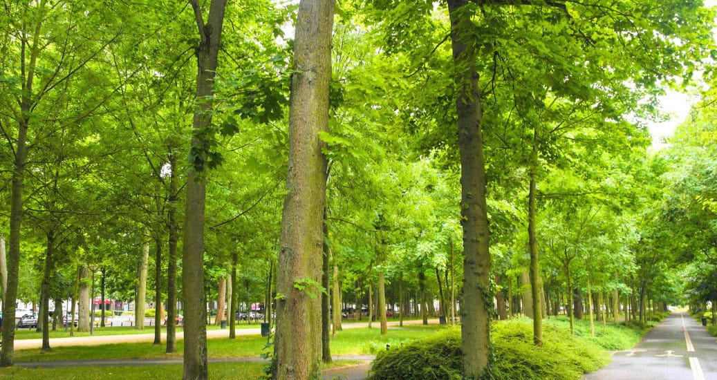 Reims Garden