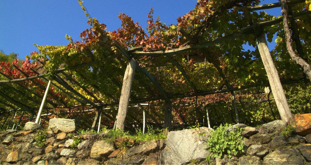 Vineyard Via Francigena