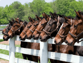 The Noble Steeds