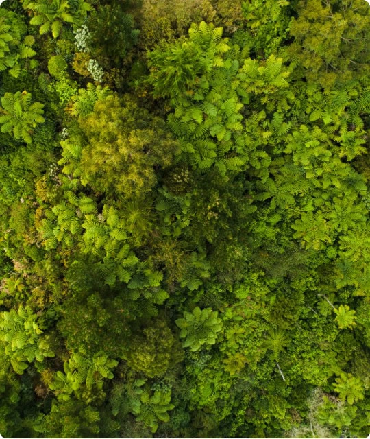 Green tree forest aerial view