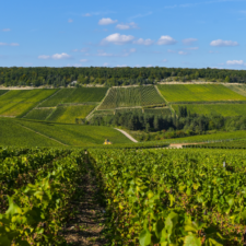 Bar-sur-Aube green fields