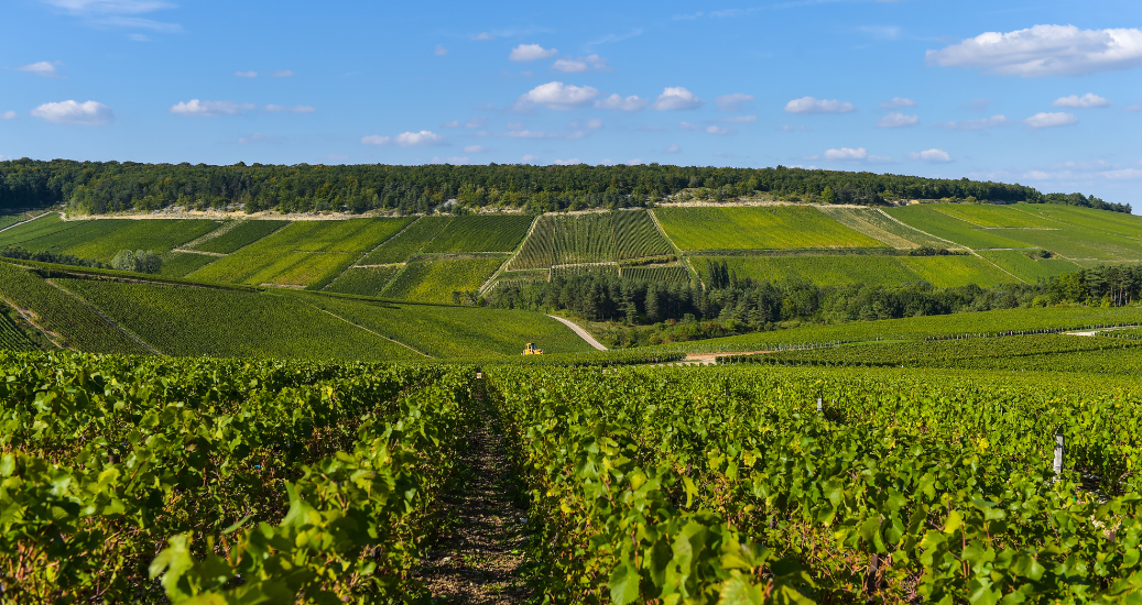 Bar-sur-Aube green fields