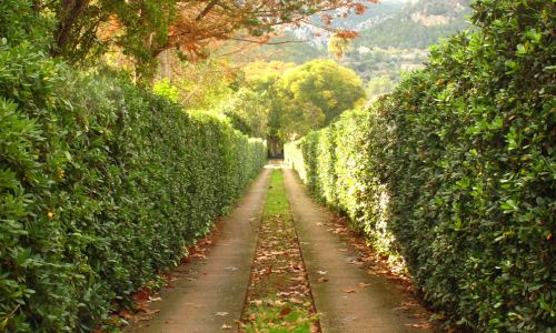 Camino in autumn
