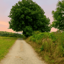 Camino Frances