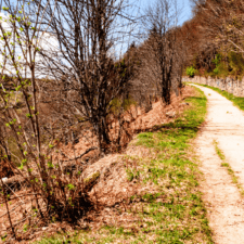 Camino Frances
