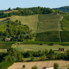 Piacenza Vineyards⁠