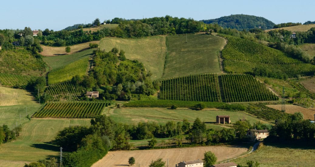 Piacenza Vineyards⁠