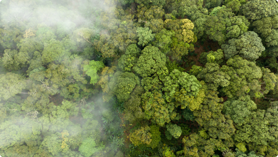 Carbon offset through forest