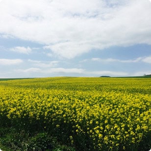 sunflower fields