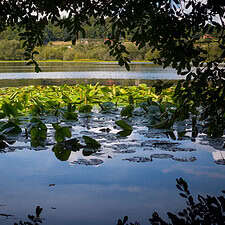 Lagoon Sobrado in Sobrado dos Monxes