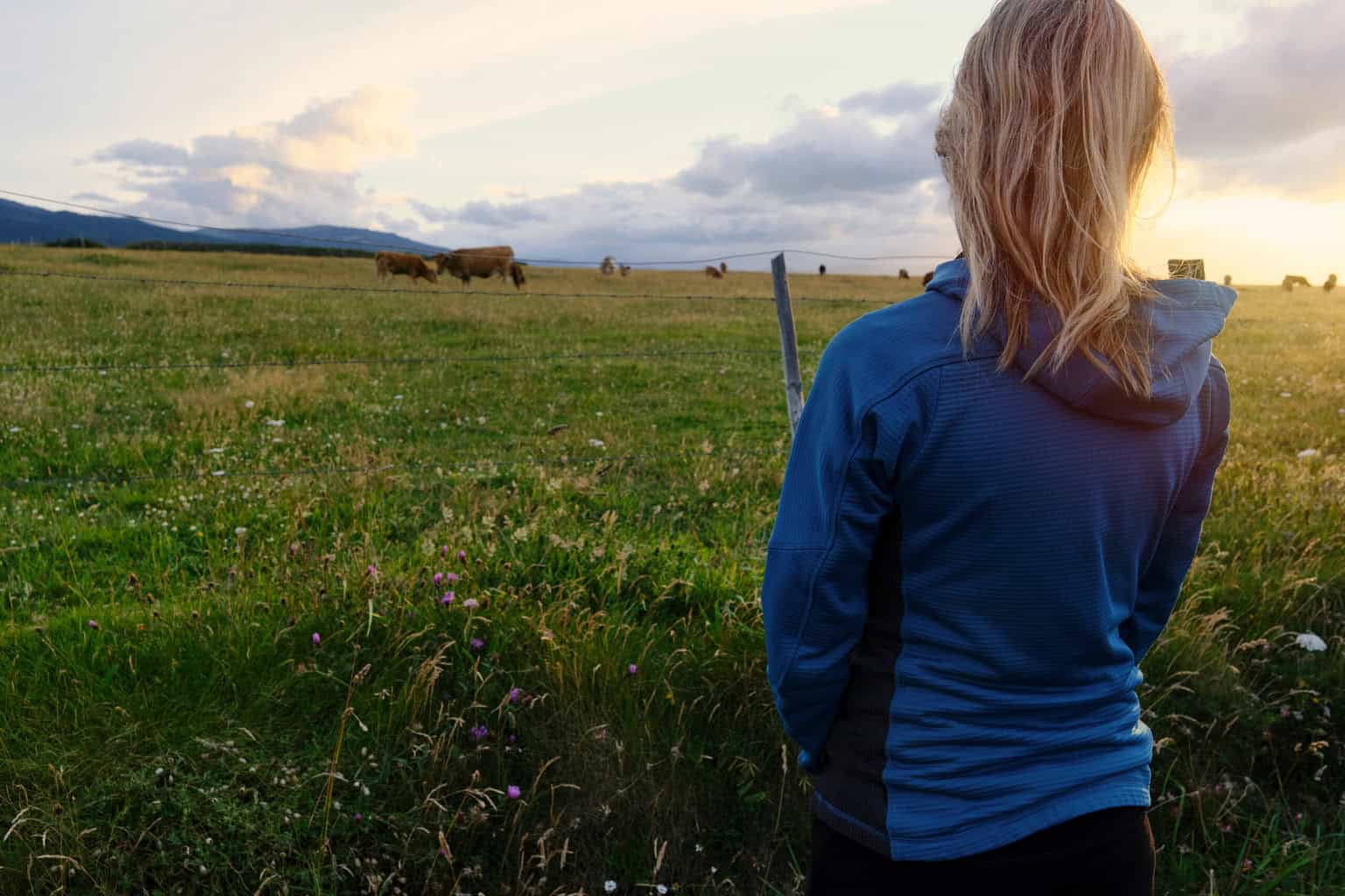 Farmer in Galicia looking over a field of cattle, supplying food on the Camino