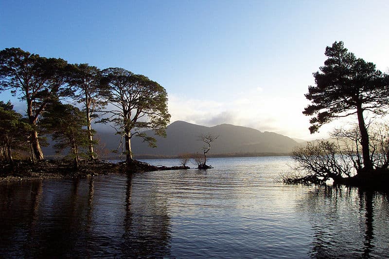 Trees on the shore of gently lapping lake on the Kerry Camino